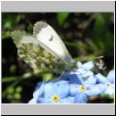 Anthocharis cardamines - Aurorafalter w05.jpg